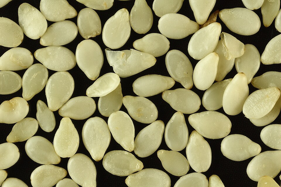 SIGO Cold Pressed Sesame (Til) Oil
