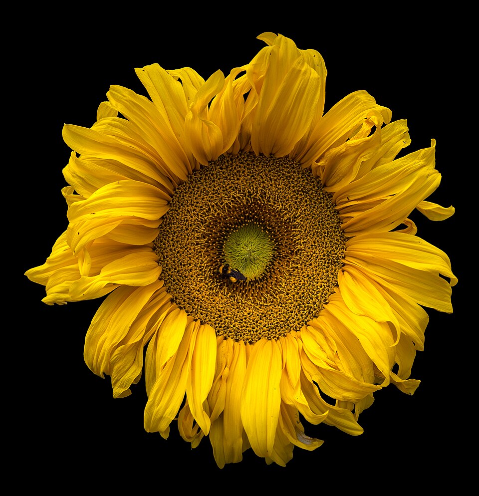 SIGO Cold Pressed Sunflower Oil